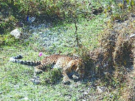 Someshwar got injured leopard